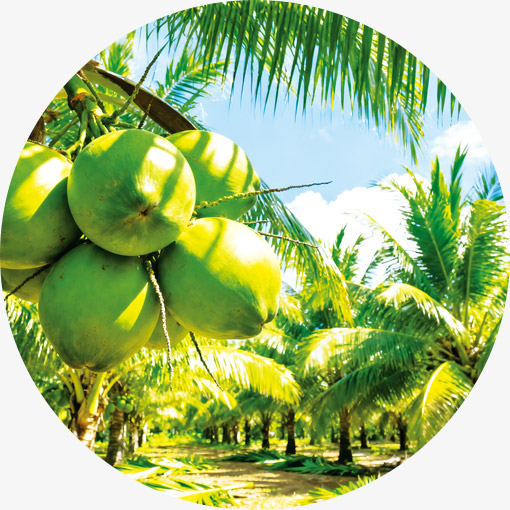 甄选泰国丹嫩沙多香水椰